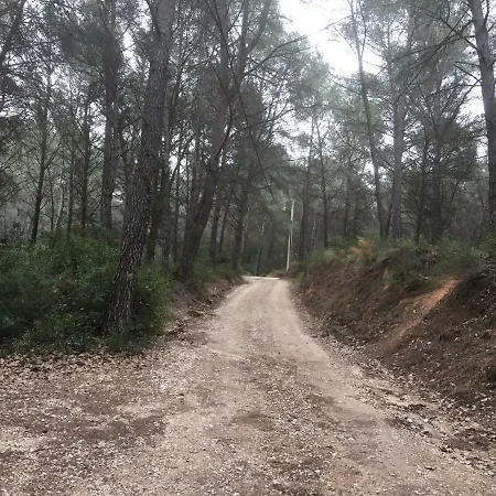 Ecureuil Et Pinede *
